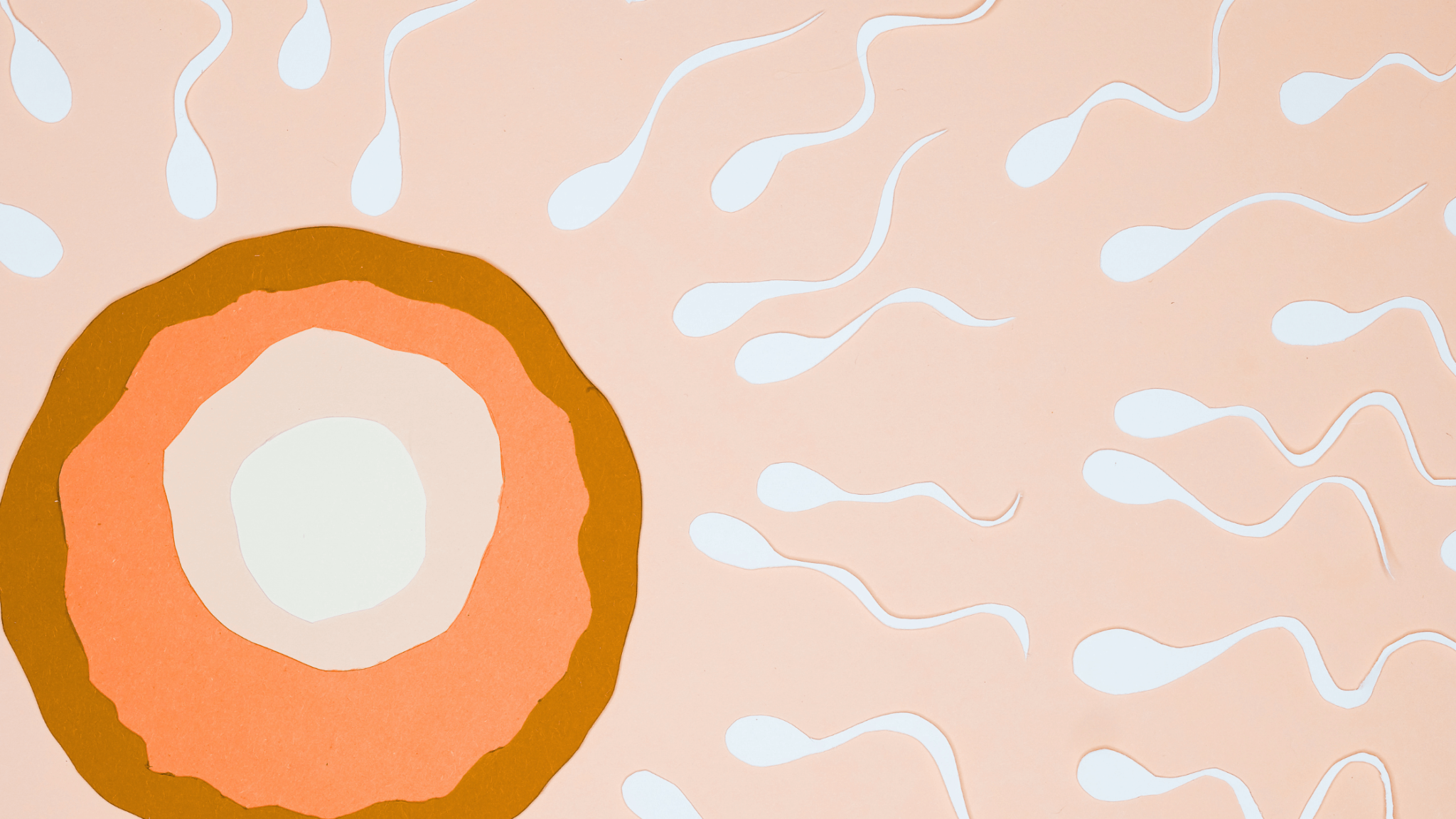 Illustration of ovulation process with sperm swimming toward an egg, symbolizing tracking your cycle for fertility optimization.